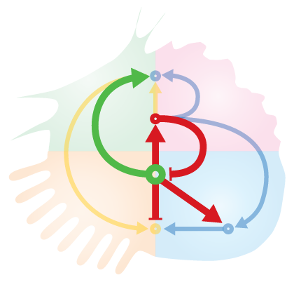 CellRegulonDB Logo